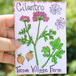 Cilantro Seeds with Custom Packet